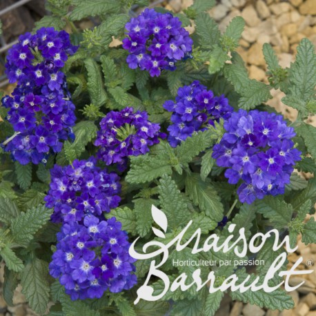 https://www.barrault-plantes-jardins.com/16679-large_default/verveine-cascade-bleu-fonce.jpg