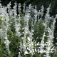 Salvia farinacea blanche