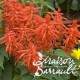 Salvia splendens rouge