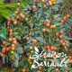 Solanum pseudocapsicum ou pommier d'amour