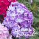 Phlox paniculata adessa ® purple star