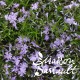 Phlox subulata emerald lilac