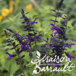 sauge arbustive à fleurs rouges - Salvia 'Flammenn' - plante vivace