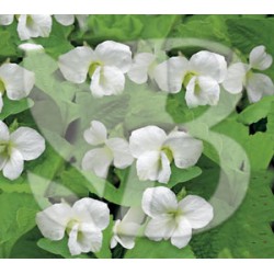 Viola odorata reines des blanches