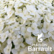 Hydrangea macrophylla blanc