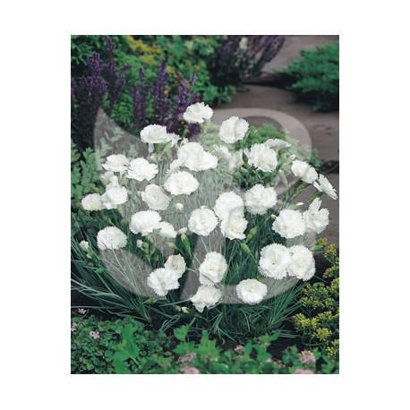 Dianthus plumarius white reserve
