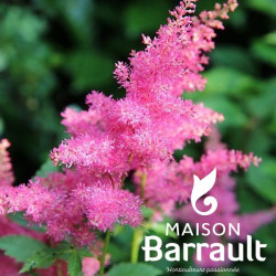 Astilbe chinensis Vision In Pink