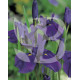 Iris kaempferi (ensata) violet foncé