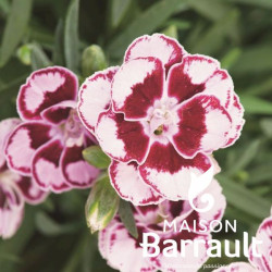 Dianthus SUNFLOR CHARMY