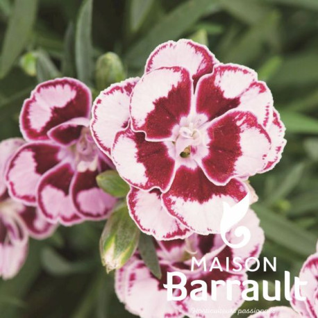 Dianthus sunflor® charmy