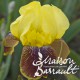 Iris germanica ‘Rajah Brooke'