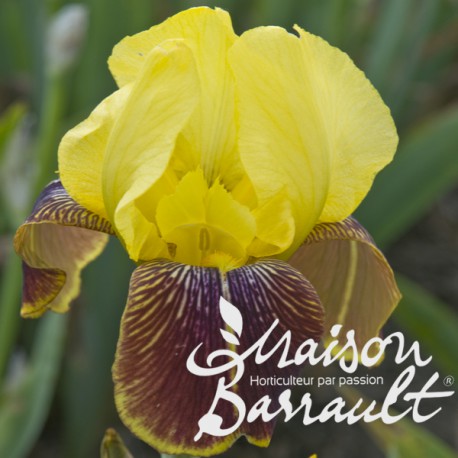 Iris germanica rajah brooke