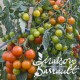 Tomate greffée cerise 'Supersweet 100'