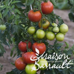 Tomate greffée 'Montfavet'