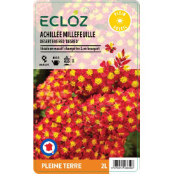 Achillea millefolium DESERT EVE RED ECLOZ
