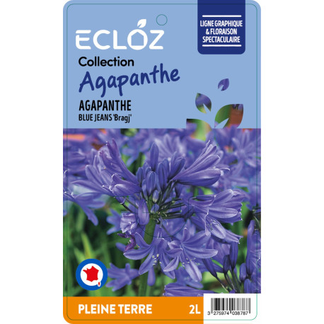 Agapanthus sp. BLUE JEANS ECLOZ