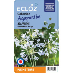 Agapanthus africanus BLUE PANACHE® ECLOZ