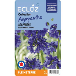 Agapanthus sp. BLUE THUNDER ECLOZ