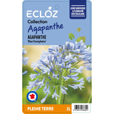 Agapanthus sp. 'Blue Triumphator' ECLOZ