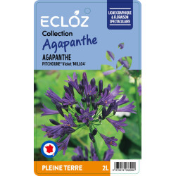 Agapanthus sp. PITCHOUNE® Violet ECLOZ