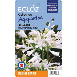 Agapanthus sp. PITCHOUNE® WHITE ECLOZ
