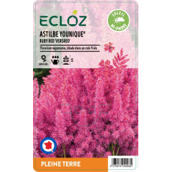 Astilbe sp. YOUNIQUE® RUBY RED ECLOZ