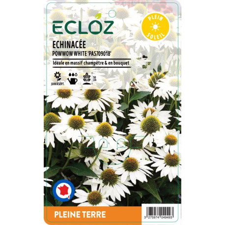 Echinacea sp. POWWOW WHITE ECLOZ