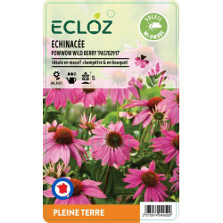 Echinacea sp. POWWOW WILD BERRY ECLOZ