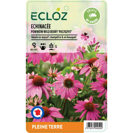 Echinacea sp. POWWOW WILD BERRY ECLOZ