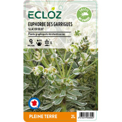 Euphorbia characias 'Glacier Blue' ECLOZ