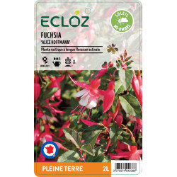Fuchsia sp. ‘Alice Hoffmann' ECLOZ