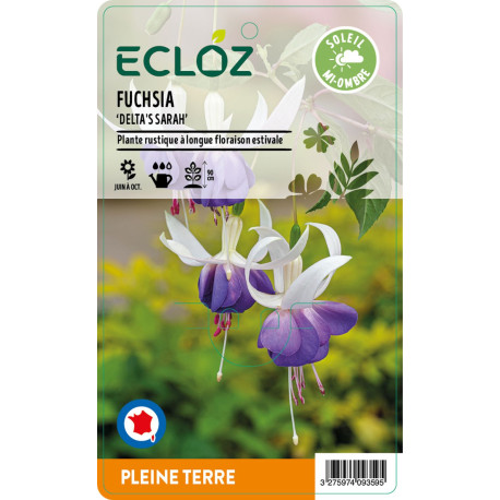 Fuchsia sp. ‘Delta's Sarah' ECLOZ