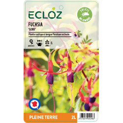 Fuchsia sp. ‘Genii' ECLOZ