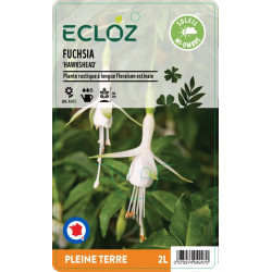 Fuchsia sp. 'Hawkshead' ECLOZ