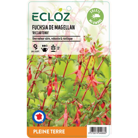 Fuchsia ‘Riccartonii' ECLOZ