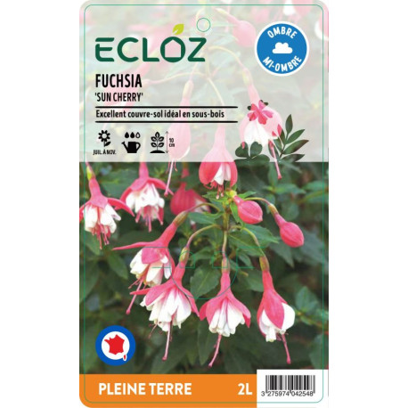 Fuchsia sp. 'Sun Cherry' ECLOZ
