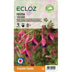 Fuchsia sp. ‘Tom Thumb' ECLOZ