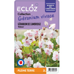 Geranium  x cantabrigiense ‘Biokovo' ECLOZ