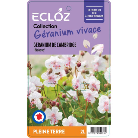Geranium  x cantabrigiense ‘Biokovo' ECLOZ
