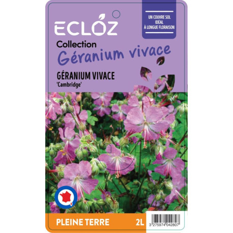 Geranium x cantabrigiense 'Cambridge' ECLOZ