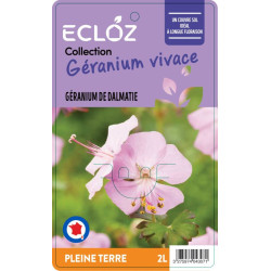 Geranium dalmaticum ECLOZ