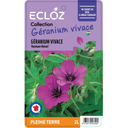 Geranium sp. 'Hexham Velvet' ECLOZ