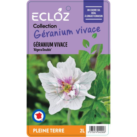 Geranium sp. 'Algera Double' ECLOZ