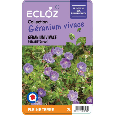 Geranium sp. ROZANNE® ECLOZ