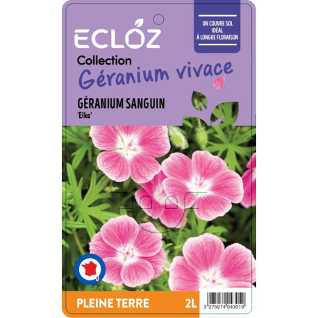 Geranium sanguineum 'Elke' ECLOZ