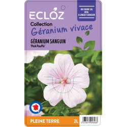 Geranium sanguineum 'Pink Pouffe' ECLOZ
