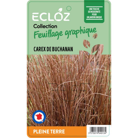 Carex buchananii ECLOZ