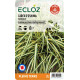 Carex oshimensis 'Evergold' ECLOZ