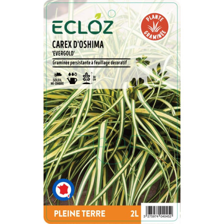 Carex oshimensis 'Evergold' ECLOZ
