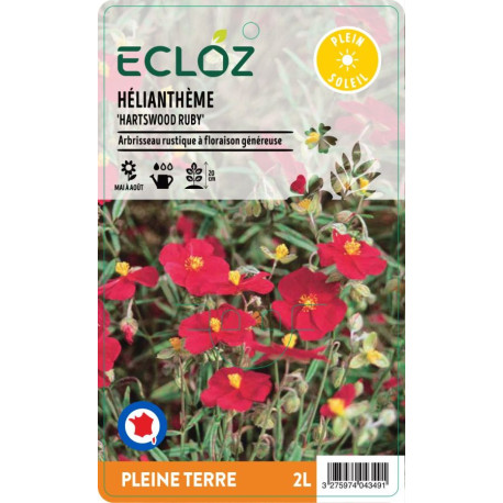 Helianthemum sp. 'Hartswood Ruby' ECLOZ